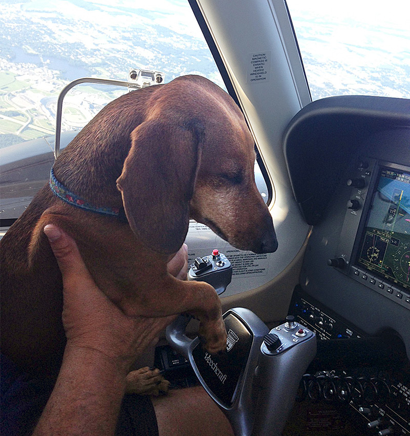 Can A Puppy Fly On An Airplane