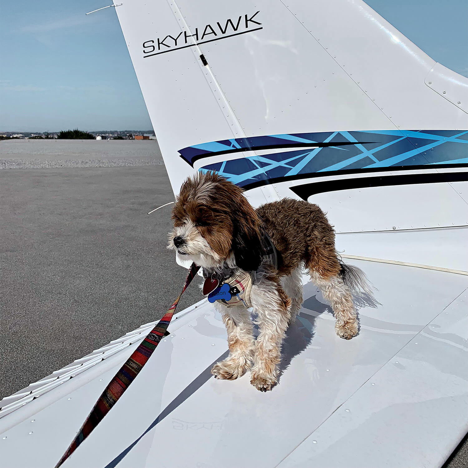 Dog on the tail of a Cessna Skyhawk