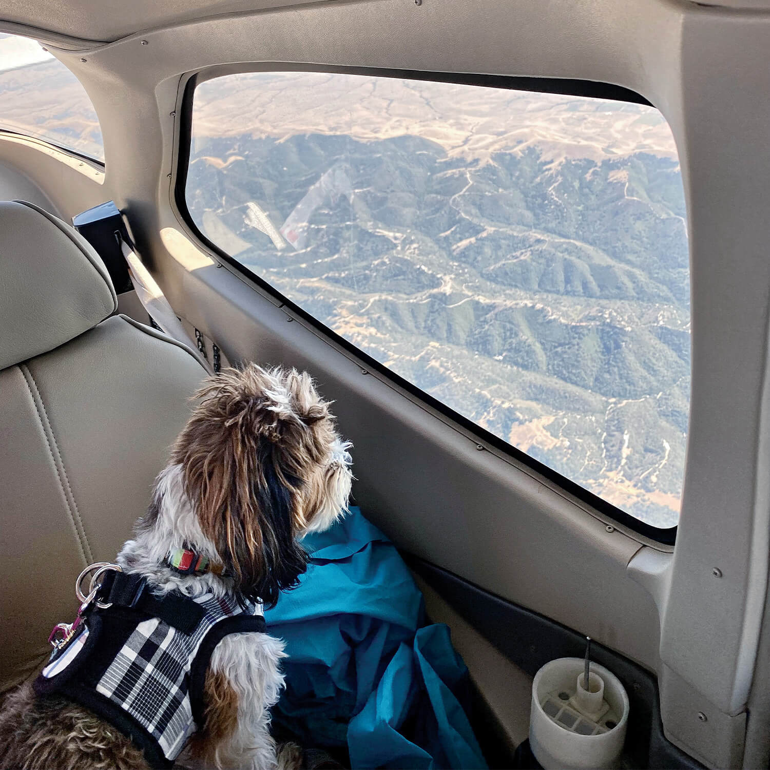 Dog looking out the window of a Cessna piston aircraft.