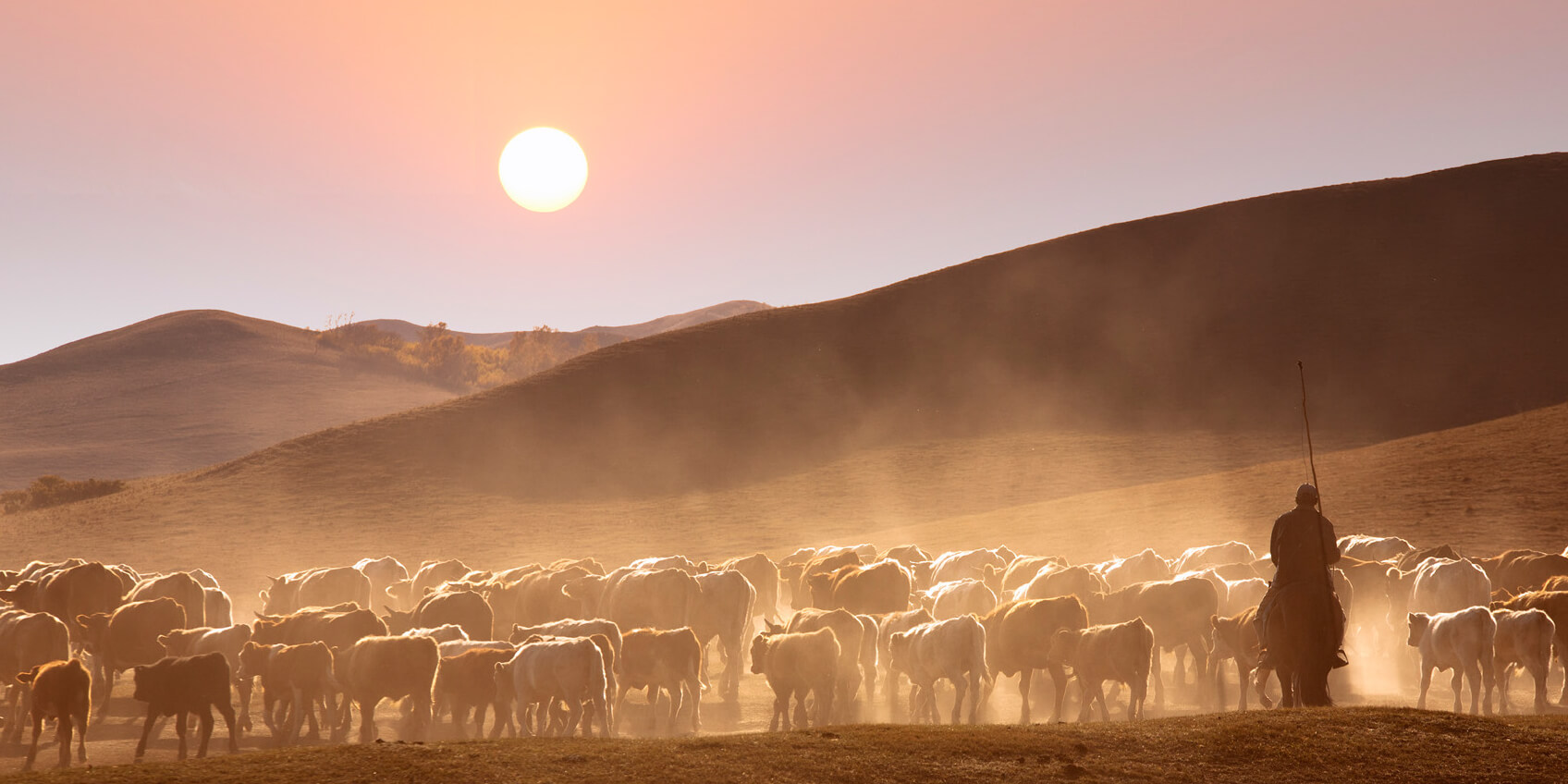 Cattle drive at sunrise